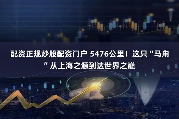 配资正规炒股配资门户 5476公里!这只“马甪”从上海之源到达世界之巅